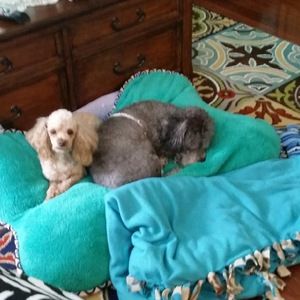 Meet your Posher, Betsy